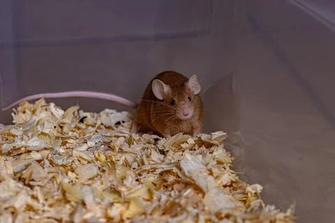 Small House Mouse Stock Photos
