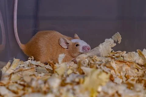 Small House Mouse Stock Photos