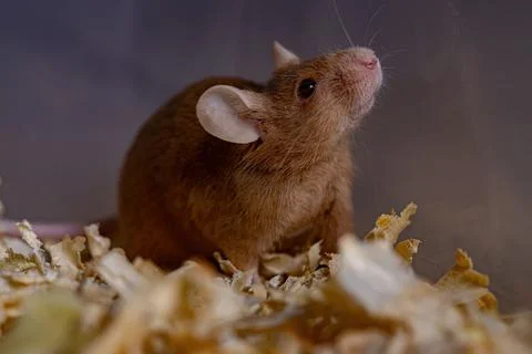 Small House Mouse Stock Photos