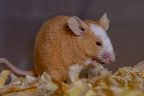 Small House Mouse Stock Photos