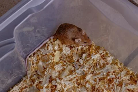 Small House Mouse Stock Photos