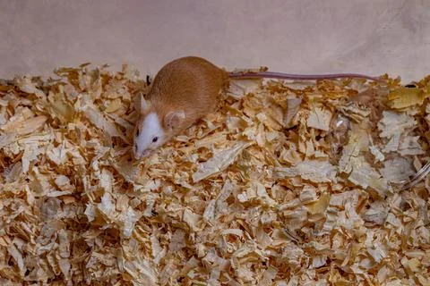 Small House Mouse Stock Photos