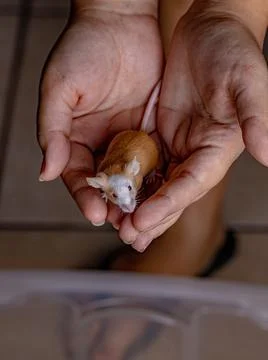 Small House Mouse Stock Photos