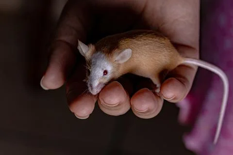 Small House Mouse Stock Photos