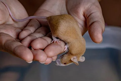 Small House Mouse Stock Photos