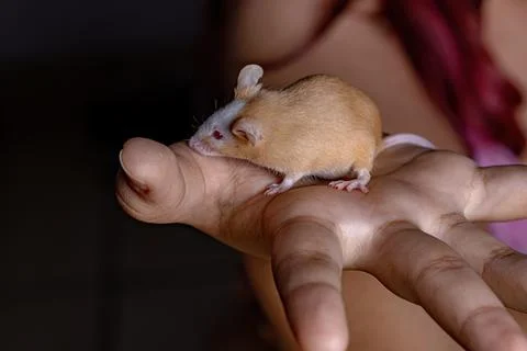 Small House Mouse Stock Photos