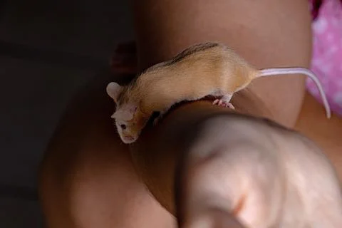 Small House Mouse Stock Photos