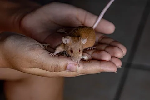 Small House Mouse Stock Photos