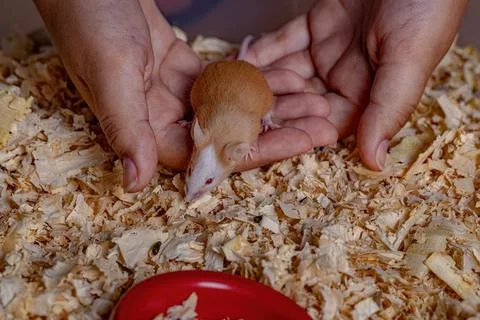 Small House Mouse Stock Photos
