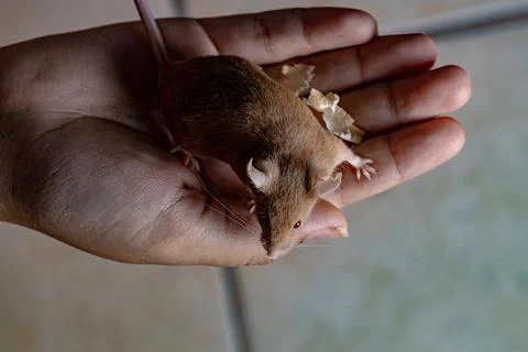 Small House Mouse Stock Photos