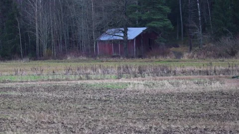 Small house near the forest, surrounded by trees, nature. Stock Footage 321744349