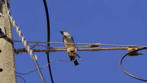 Small House Sparrow Stock Footage 247929577