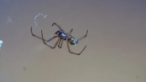 Small house spider moving around it's net Stock Footage 247203898
