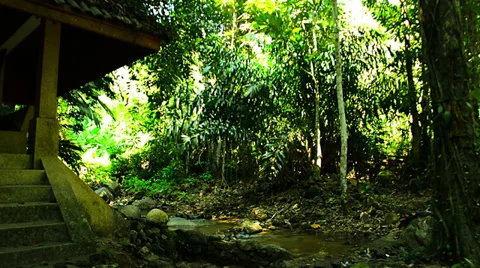 Small house in tropical forest Video stock 33696223