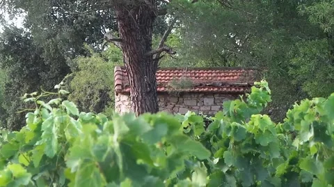 Small house in vineyards Vídeos de archivo 50876878