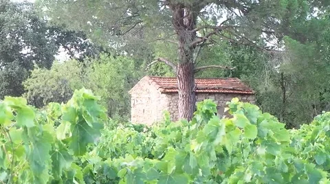 The small house in vineyards Stock Footage 50877825