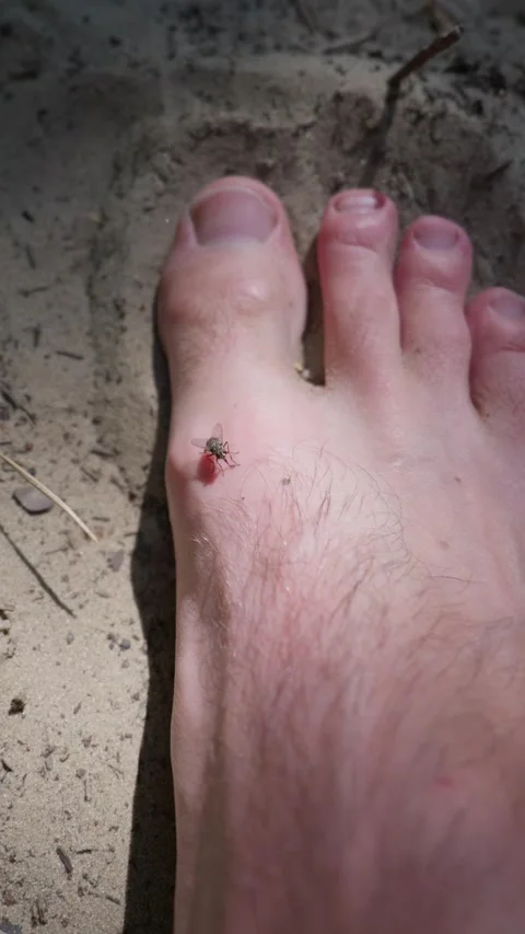 Small Housefly Resting on Barefoot Human Foot on Sandy Beach 스톡 동영상 342769464