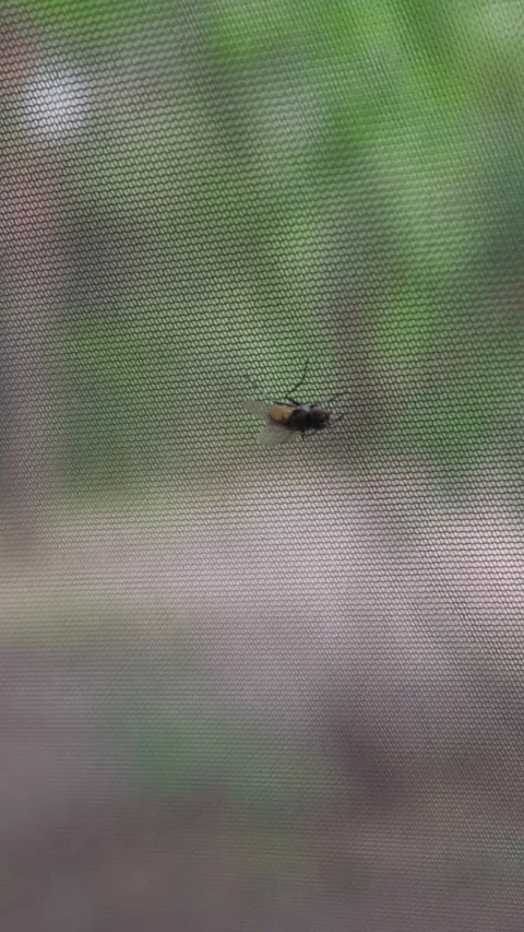 Small Housefly Resting on Fine Mesh Insect Screen with Blurred Garden Background Stock Footage 341992051