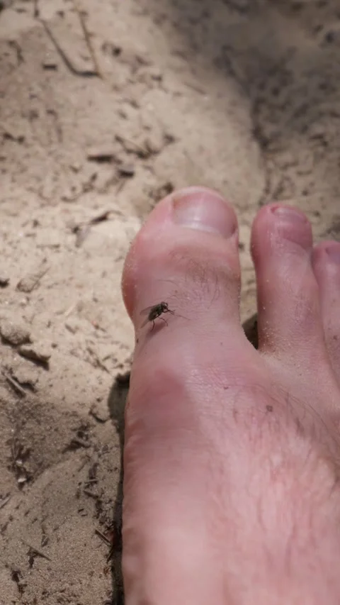 Small Housefly Sitting on Human Toe Resting on Sandy Beach Ground Stock Footage 342184118
