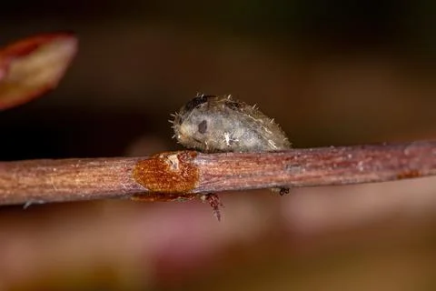 Small Hover Fly Pupa Foto stock