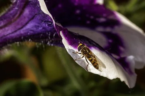 A small hoverfly 写真素材