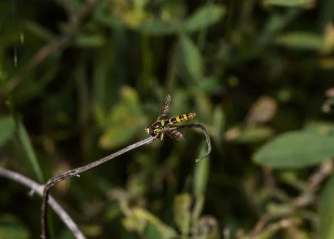 A small hoverfly Stock Photos