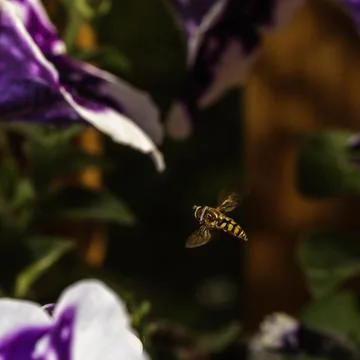 A small hoverfly Foto stock