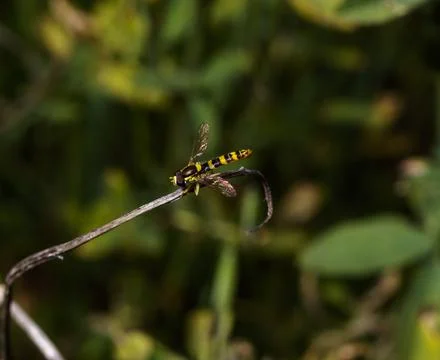 A small hoverfly 库存照片