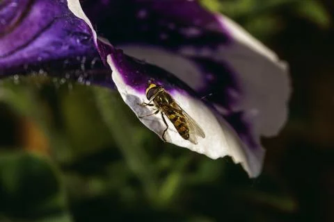 A small hoverfly Фото
