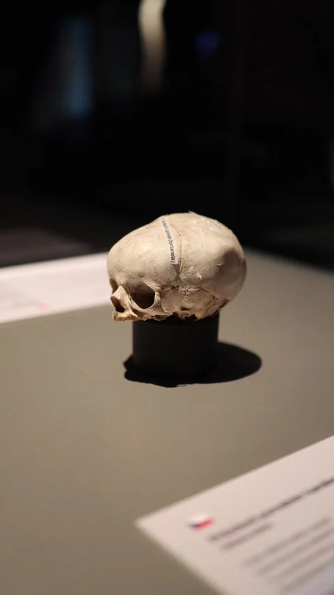 Small human skull early development concept Stock Footage 331233088