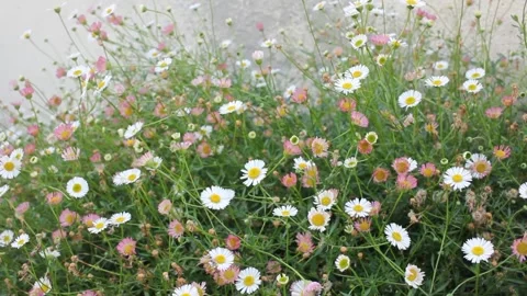 Small, humble flowers moving with the wind Stock Footage 259521541