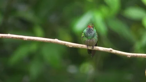 Small hummingbird Stock Footage 81532122