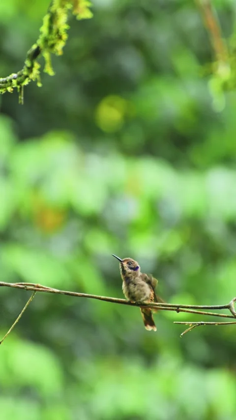 Small hummingbird perched and stretching on a delicate branch in a tropical.. Stock Footage 343586953