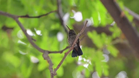 A small hummingbird perched on a thin tree branch in a lush green forest Vídeos de archivo 334353543