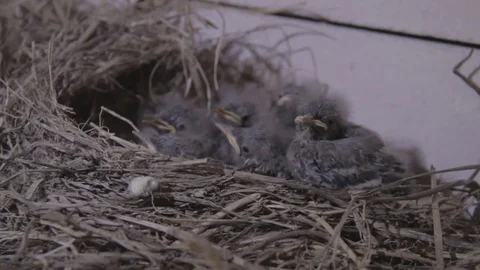 Small, hungry, swallow chicks in the nest, asking for food. Gray with open mouth Stock Footage 73506948
