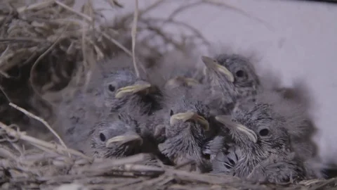 Small, hungry, swallow chicks in the nest, asking for food. Gray with open mouth Stock Footage 73506964