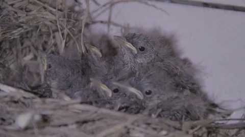 Small, hungry, swallow chicks in the nest, asking for food. Gray with open mouth Stock Footage 73507115