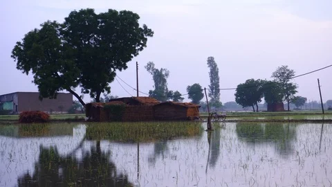 Small hut in the centre of rice field. 動画素材 105394793