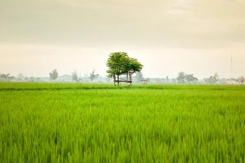 Small hut with grean leaf rooftop in the center of rice field Foto stock