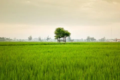 Small hut with grean leaf rooftop in the center of rice field 스톡 사진