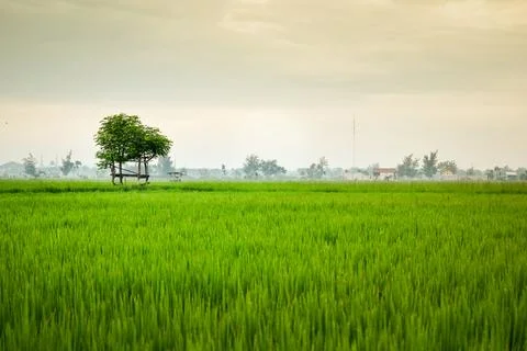 Small hut with grean leaf rooftop in the center of rice field Stock Photos