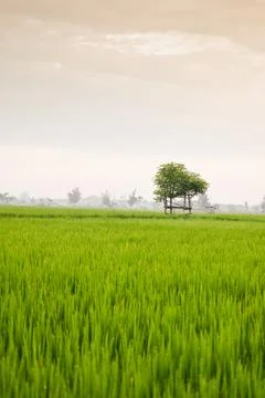 Small hut with grean leaf rooftop in the center of rice field Stock Photos