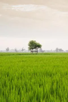 Small hut with grean leaf rooftop in the center of rice field Stock Photos