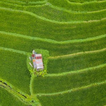 Small hut in the middle of paddy fields aerial view Stockfoto's