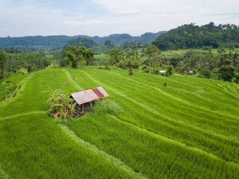 Small hut in the middle of paddy fields aerial view Stockfoto's