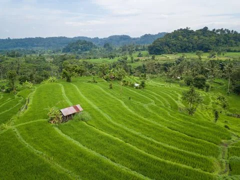 Small hut in the middle of paddy fields aerial view Stock-Fotos