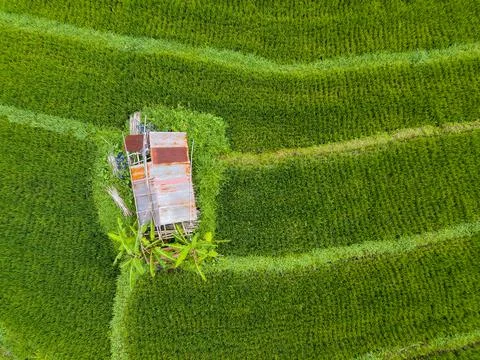 Small hut in the middle of paddy fields aerial view Stockfoto's