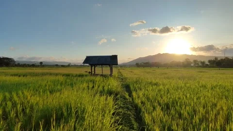 Small hut in the middle of a rice field Video stock 249727491