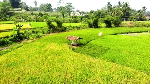 Small hut in the middle of the rice fields. Sukabumi, Indonesia Stock Footage 247366265
