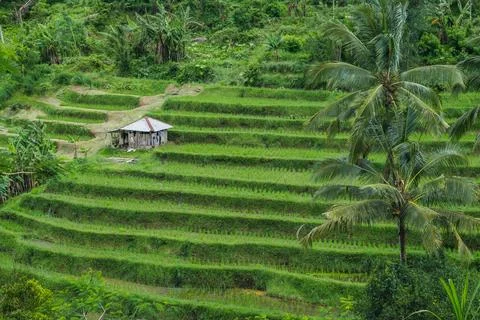 Small Hut Nestled Within Emerald Tiered Fields Foto stock